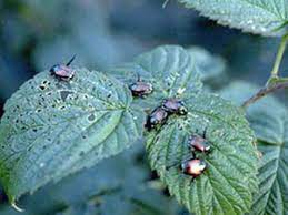 Attract other bugs that eat caterpillars. Raspberries Leaves Are Physically Damaged Chewed Holes Etc