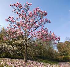 Maybe you would like to learn more about one of these? Little Gem Magnolia Tree Care Gardenerdy