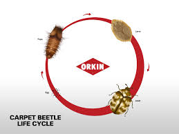 Life Cycle Of Carpet Beetle Phases Reproduction Beetles Chart Getting Rid Get Rid Of Carpet Mites Www E Bedbugs Com Get Rid Of Bedbugs Today