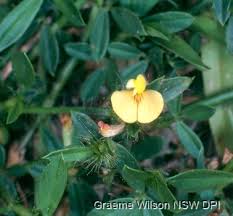 Image result for Stylosanthes guianensis
