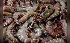 We wholesale, distribute & supply a variety of halal seafood such as salmon, grouper fish, sea bass, prawn, squid, lobster, soft shell crab and many more. Big Aquaculture Bulldozes Borneo