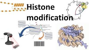Methyl group can be removed by hdm cofactor: Histone Modifications Introduction Youtube
