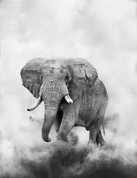 Elephant Double Exposure Black And White Wall Decor Home Decor Elephant Photography Elephant Art Watercolor Elephant