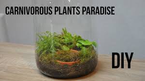 It also has dry leaves hanging on it. How To Make A Venus Flytrap Terrarium Hungryplant Com