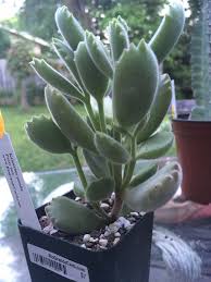Kalanchoe Tomentosa Panda Plant Bear Paw Origin Madagasgar No Freeze Toxic To Pets Suculentas Plantas Tomentosa