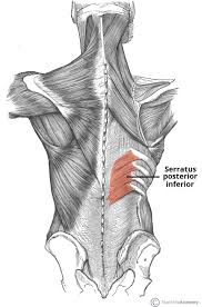 The scapula or shoulder blade area. Muscles Of The Back Teachmeanatomy