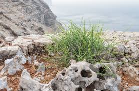 Image result for Cystostemon