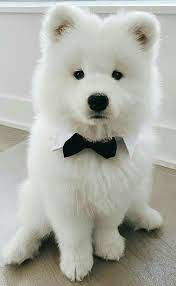adorable samoyed at abundantlifedreams samoyed cute dog samoyed kopek turleri sevimli kopek yavrulari