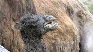 Matthew 19:25 when the disciples heard this, they were greatly astonished and asked, who then can be saved? mark 10:25 it is easier for a camel it is not, however, necessary. Baby Camel S Very First Moments On Earth Youtube