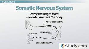 We did not find results for: Somatic Nervous System Definition Function Example Video Lesson Transcript Study Com