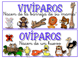 Viviparos Oviparos Atividades Animais Atividades Sobre A Agua Atividades De Ciencia