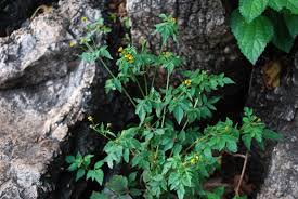 Image result for Bidens biternata