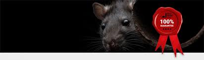Easy picking 'round here, between the residential foraging and whatever winds up creekside. Rat Proofing In London Rodent Control London Pest Proof
