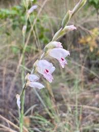 Image result for Gladiolus zimbabweensis