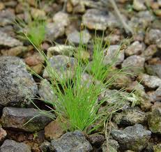 Image result for Bulbostylis hispidula