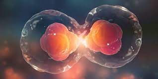 Plasma darah sebagian besar terdiri dari air yaitu 90% dan mengandung protein & bahan organik. Inilah Pengertian Sitoplasma Dan Fungsinya Bagi Manusia