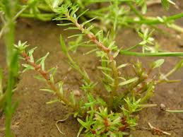 Image result for Rotala mexicana