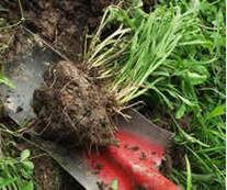 It will take 3 months to grow the inoculant, and you will need one large 30 litre pot or several smaller ones. Diy How To Make Mycorrhizal Fungi Inoculant Mold Resistant Strains