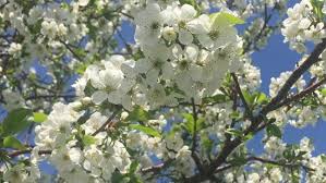 The region's 2,500 acres of cherry orchards burst with clean white and soft pink blossom petals, and the air near the trees takes on a sweet, faint cherry aroma. Cherry Trees Blooming In Door County Wluk