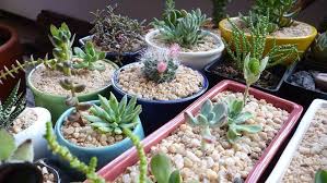 En cactus y suculentas podrás encontrar información práctica y amena con la que pretendemos acercar a todos la afición por estas plantas. Siames Garden La Tienda Virtual De Cactus Y Suculentas Elolfato Com Noticias De Ibague Y Tolima