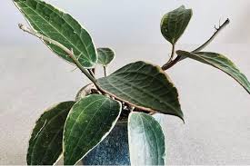 Image result for Carvalhoa macrophylla