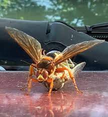 The name may be applied to any species of crabronid which preys on cicadas. Cicada Killer Wasps Are More Cool Than Scary