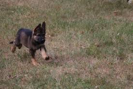 However, the sable german shepherd's coat is misunderstood by many. Sable German Shepherd Puppies For Sale 2018 Litters Hayes Haus