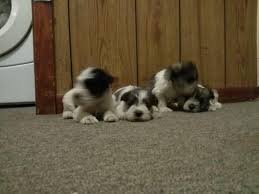 We did not find results for: Miniature Schnauzer Puppies For Sale For Sale In Paris Texas Classified Americanlisted Com