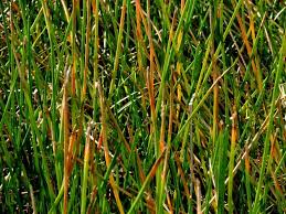 Image result for Eleocharis complanata