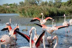 Sachant que ces oiseaux sont fragiles, des bénévoles se rassemblent pour poser des bagues autour de leurs pattes. Les Etangs De Camargue Au Pays Des Flamants Roses Martine Passion Photos