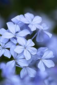 Find the perfect plumbago auriculata stock photos and editorial news pictures from getty images. Plumbago Auriculata Flower Photos Amazing Flowers Beautiful Flowers