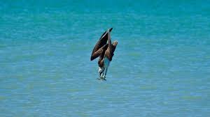 Dive-Bombing Osprey Better Emerge From Lake With Something Awesome To Show  For It