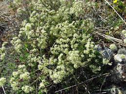 Image result for Physotrichia heracleoides