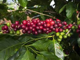 Polish your personal project or design with these coffee tree transparent png images, make it even more personalized and more attractive. Coffee S Biggest Benefit Coffee Fruit Easy Health Options