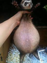 This Is What A Pregnant Ferret Looks Like Ferret Pregnant Cat Animals