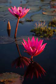 I Visited The Red Lotus Sea In Thailand Beautiful Flowers Red Flowers Amazing Flowers