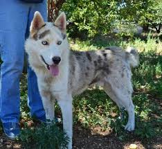 This dog is energetic, intelligent, and athletic, and will do well in a home that can provide lots of physical activity. Catahoula Leopard Dog Siberian Husky Mix Black Siberian Kitten