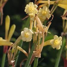 Image result for Cyrtanthus mackenii