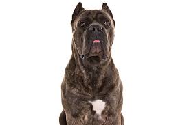 Cane Corso Dog Breed Information