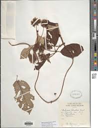 Image result for Sherbournia bignoniiflora