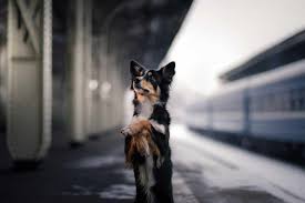 Each of our board & train camps are customized specifically to your needs. All Aboard Pet Friendly Scenic Train Rides Throughout The Us