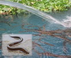 Cara budidaya belut air bersih tanpa lumpur di kolam terpal. Cara Budidaya Belut Di Air Jernih Yang Baik Dan Benar