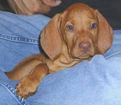 Find your new companion at nextdaypets.com. Vizsla Puppies For Sale Petfinder