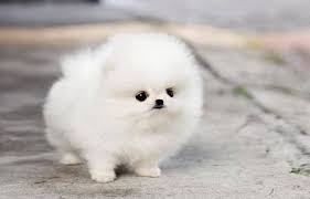 Pin On Dog Breeds