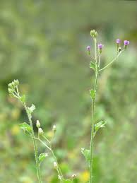 Image result for Ethulia vernonioides