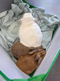 photo from bunny sitter. I think bonding will start next