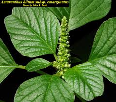 Image result for Amaranthus