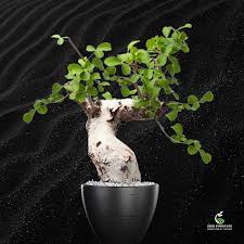 Image result for Commiphora