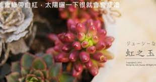 在水一方 多肉植物 景天科 虹之玉錦 一吋盆 單頭含盆 曬一下就紅嚕 yahoo奇摩拍賣 꽃 선인장
