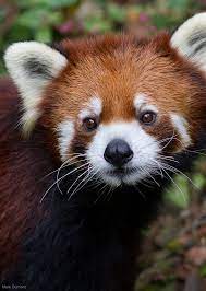Panda Portrait Cute Animals Cute Baby Animals Animals Wild